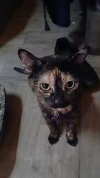 Lost Female Cat last seen Palos verdes and calcaterra cir, Las Vegas, NV 89119