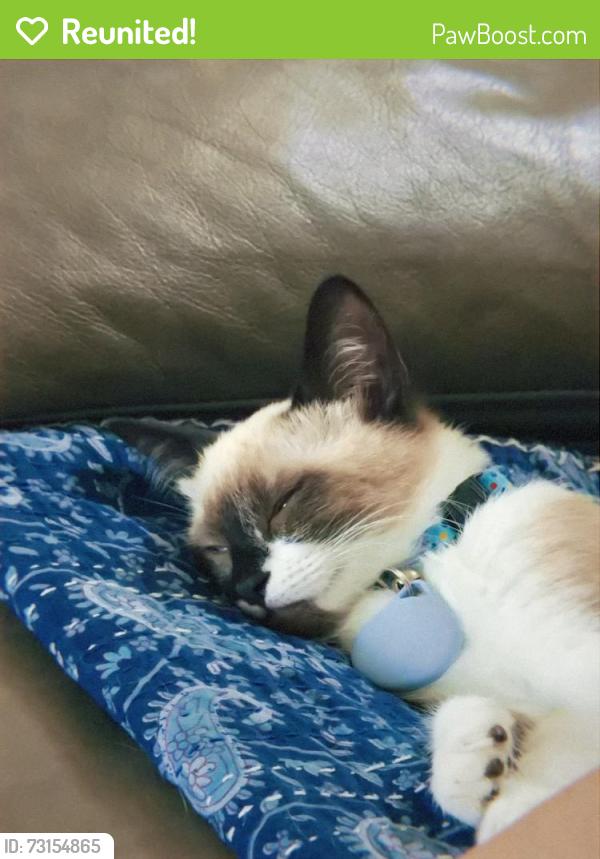 Reunited Male Cat last seen Shaded canyon drive, Henderson, NV 89012
