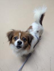Shelter Stray Male Dog last seen Near Cedar Valley Ln, 30288, GA, 3280 Chamblee Dunwoody Rd, Chamblee, GA 30341, USA