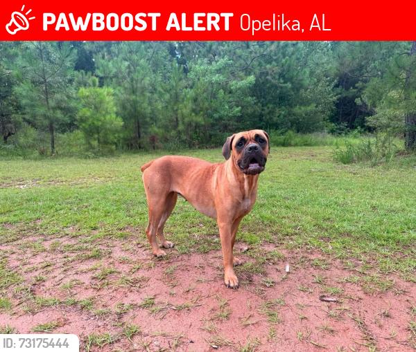 Lost Female Dog last seen Near cage for on waverly parkway, Opelika, AL 36801