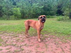 Lost Female Dog last seen Near cage for on waverly parkway, Opelika, AL 36801