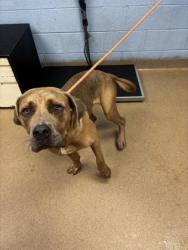 Shelter Stray Female Dog last seen Near Park Drive Lithonia, 30058, 30058, GA, 3280 Chamblee Dunwoody Rd, Chamblee, GA 30341, USA