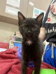 Shelter Stray Female Cat last seen St Rd 32 & Gunther Blvd, Westfield City, IN, 10501 Hague Rd, Fishers, IN 46038, USA