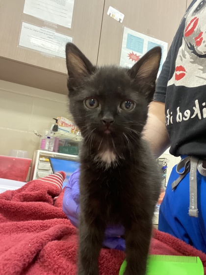 Shelter Stray Female Cat last seen St Rd 32 & Gunther Blvd, Westfield City, IN, 10501 Hague Rd, Fishers, IN 46038, USA