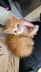 Shelter Stray Female Cat last seen Near S Glenwood Street, CITY of El Paso, TX, 5001 Fred Wilson Ave, El Paso, TX 79906, USA