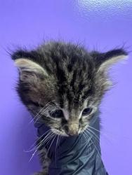 Shelter Stray Male Cat last seen Near Macaw Palm, CITY of El Paso, TX, 5001 Fred Wilson Ave, El Paso, TX 79906, USA