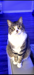 Lost Female Cat last seen Heritage Trace parkway, Fort Worth, TX 76179