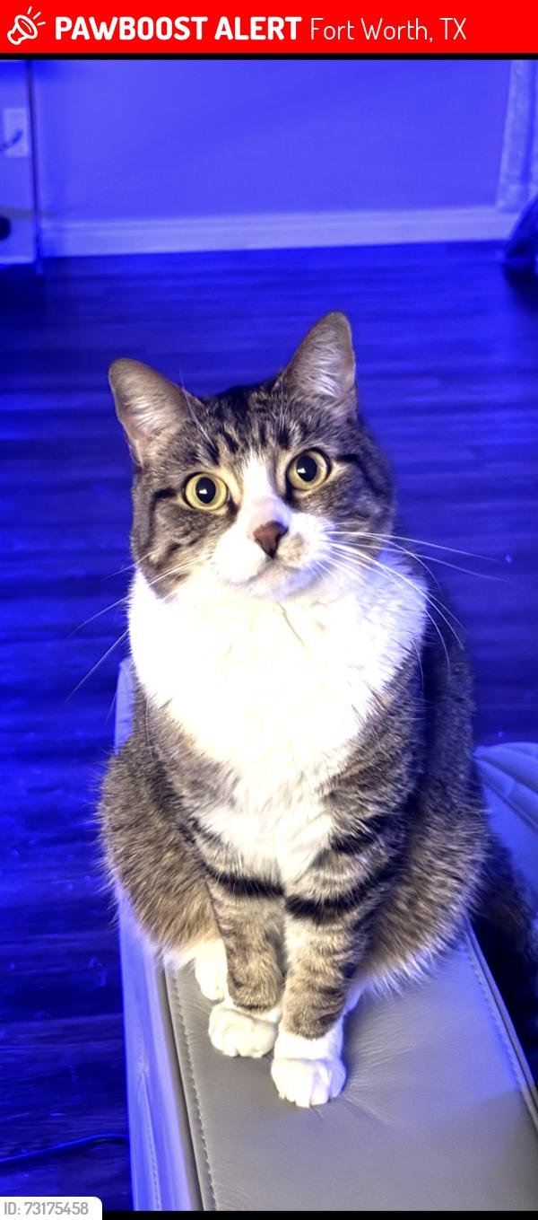 Lost Female Cat last seen Heritage Trace parkway, Fort Worth, TX 76179