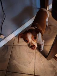 Reunited Male Dog last seen Prue rd springtime, San Antonio, TX 78249