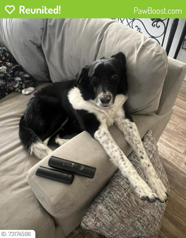Reunited Male Dog last seen W 12th street and Hamilton Street, Medford, OR 97501