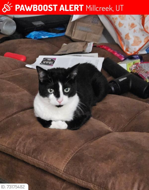 Lost Male Cat last seen Silverwood cndmniums, Millcreek, UT 84107