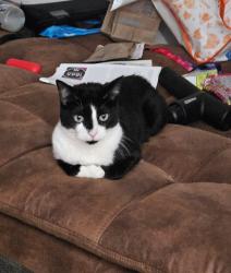Lost Male Cat last seen Silverwood cndmniums, Millcreek, UT 84107