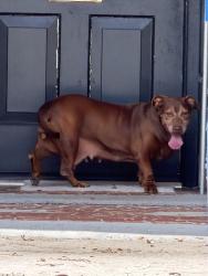 Found/Stray Female Dog last seen Windhorst and lorie cir, Brandon, FL 33510