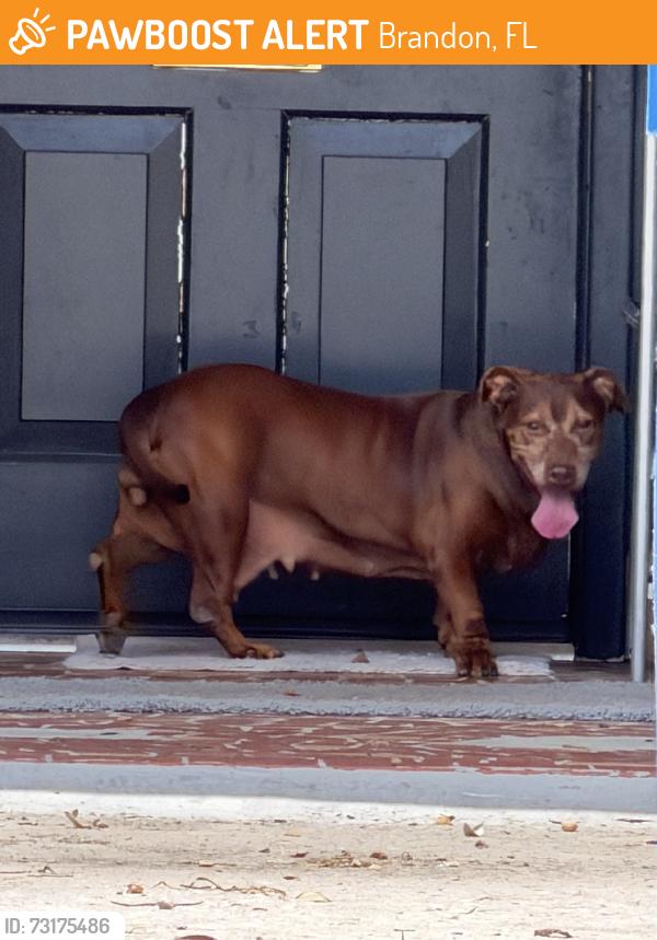 Found/Stray Female Dog last seen Windhorst and lorie cir, Brandon, FL 33510