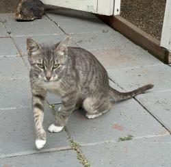 Reunited Female Cat last seen Viking, Baylor, Contra Costa, near Sun Valley Mall, Pleasant Hill, CA 94523