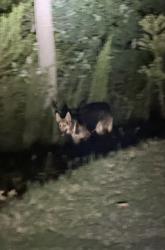 Reunited Unknown Dog last seen Stalling Rd and May Apple Dr, Stallings, NC 28104