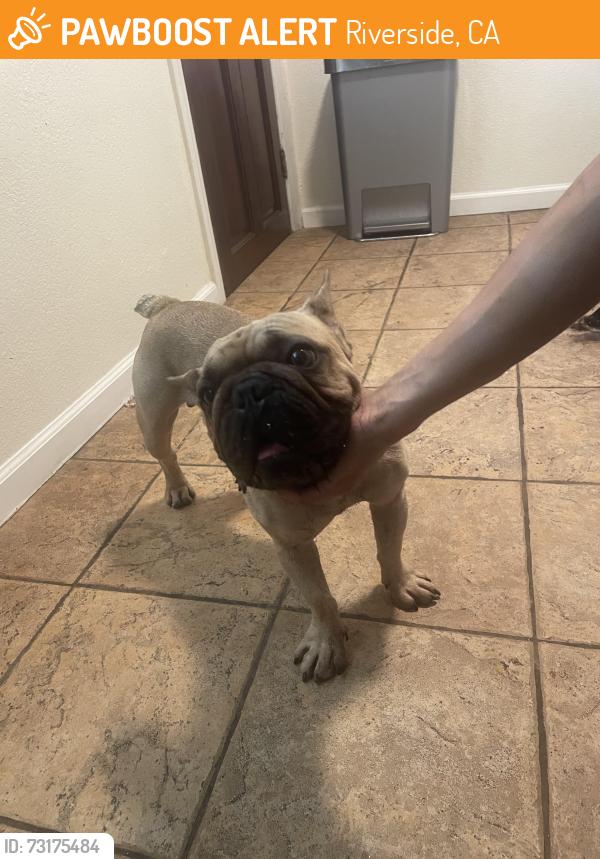 Found/Stray Male Dog last seen Cridge st, Riverside, CA 92503
