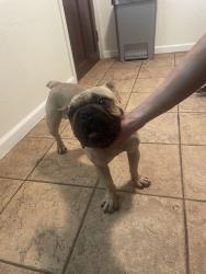 Found/Stray Male Dog last seen Cridge st, Riverside, CA 92503