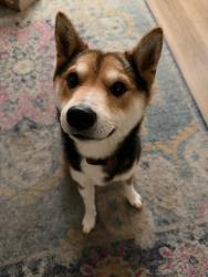Reunited Male Dog last seen Magazine st, Vallejo, CA 94591