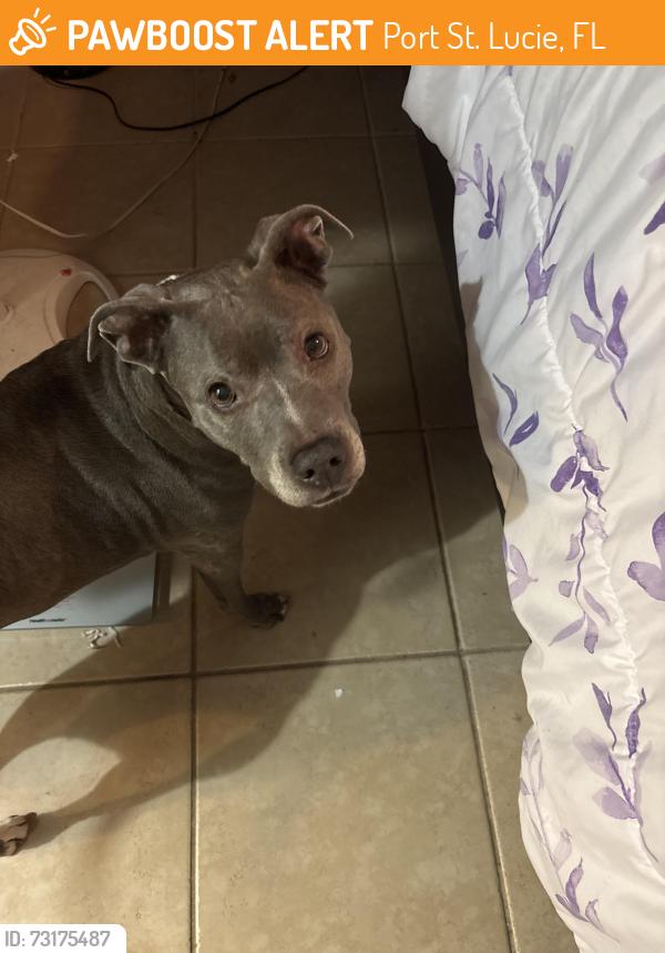 Found/Stray Female Dog last seen Found by Oscar xt, Port St. Lucie, FL 34983