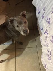 Found/Stray Female Dog last seen Found by Oscar xt, Port St. Lucie, FL 34983