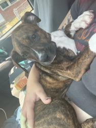 Lost Female Dog last seen Grace hosp, Baltimore, MD 21223