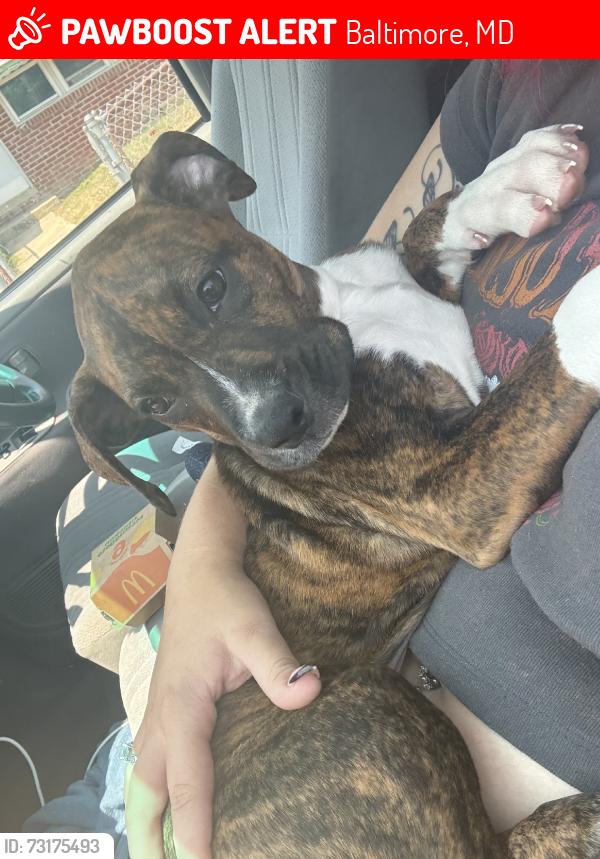 Lost Female Dog last seen Grace hosp, Baltimore, MD 21223