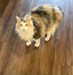 Lost Female Cat last seen Higley and baseline, Mesa, AZ 85206
