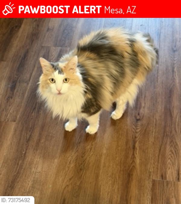 Lost Female Cat last seen Higley and baseline, Mesa, AZ 85206