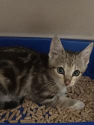 Shelter Stray Female Cat last seen Woodland Drive NW, Bremerton, WA, 98312, 9167 Dickey Rd NW, Silverdale, WA 98383, USA