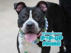 Shelter Stray Female Dog last seen Near Broad Street, STATEN ISLAND, NY, 10304, 3139 Veterans Rd W, Staten Island, NY 10309, USA