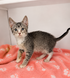 Shelter Stray Female Cat last seen Near Nashua Drive, CARENCRO, LA, 70520, 410 Dugas Rd, Lafayette, LA 70507, USA