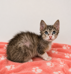 Shelter Stray Female Cat last seen Near Nashua Drive, CARENCRO, LA, 70520, 410 Dugas Rd, Lafayette, LA 70507, USA