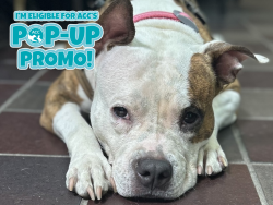 Shelter Stray Female Dog last seen Tillotson Ave & Baychester Ave, BRONX, NY, 10469, 326 E 110th St, New York, NY 10029, USA