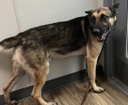 Shelter Stray Male Dog last seen 35th Street, San Diego, CA, 92116, 5500 Gaines St, San Diego, CA 92110, USA