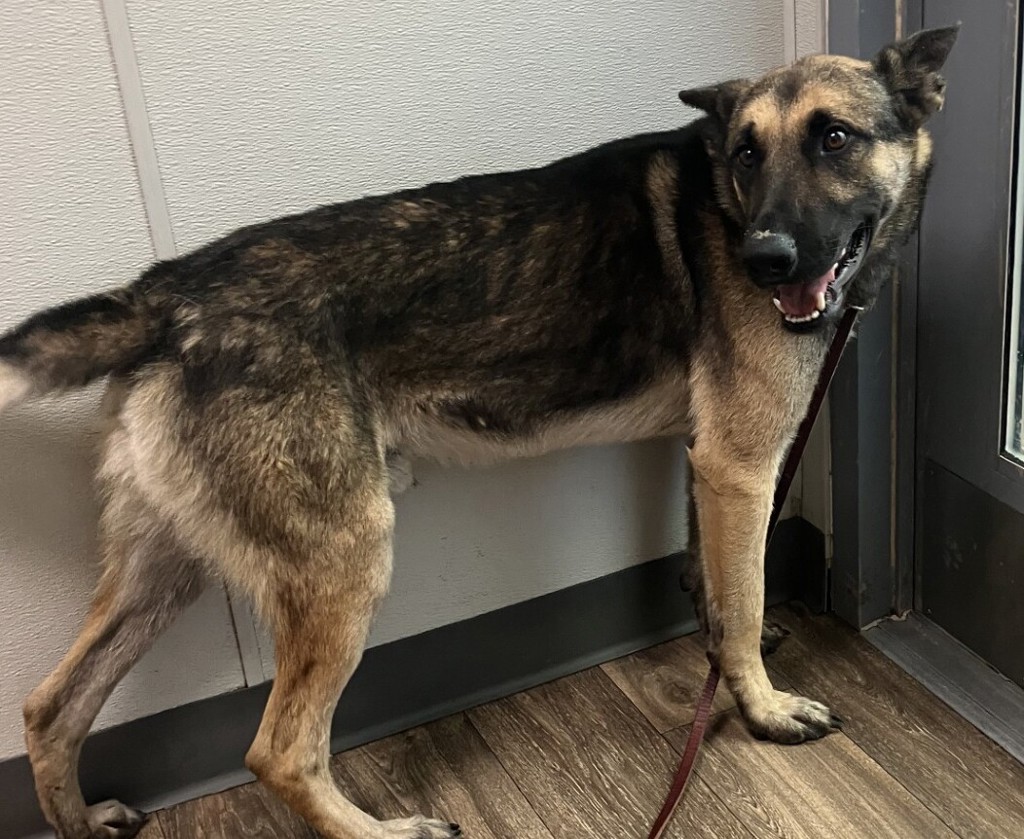 Shelter Stray Male Dog last seen 35th Street, San Diego, CA, 92116, 5500 Gaines St, San Diego, CA 92110, USA