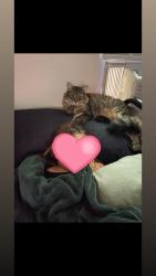 Reunited Female Cat last seen Sparrowbush rd latham, Colonie, NY 12110