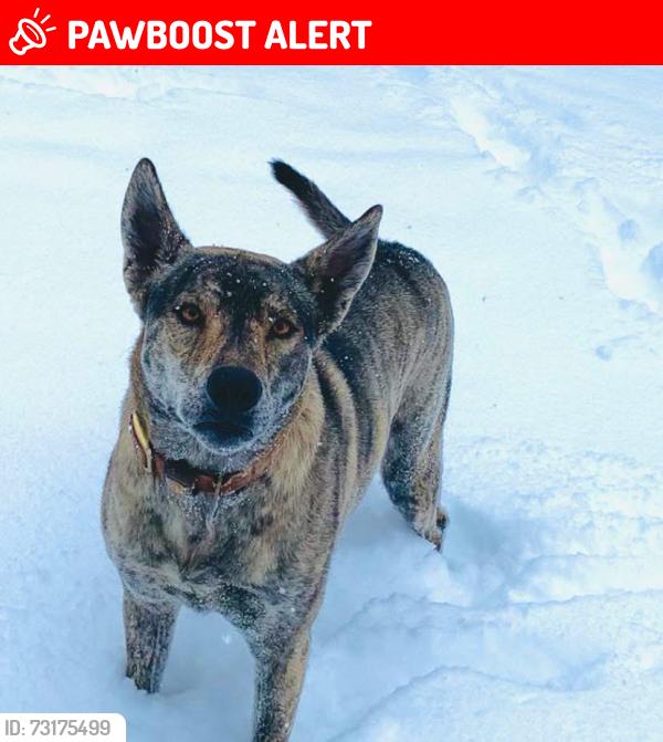 Lost Female Dog last seen Atoka drive bee branch, Van Buren County, AR 72013