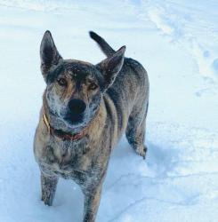 Lost Female Dog last seen Atoka drive bee branch, Van Buren County, AR 72013