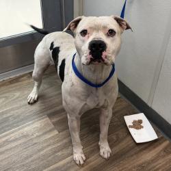 Shelter Stray Male Dog last seen Near Sunswept Street, San Diego, CA, 92114, 5500 Gaines St, San Diego, CA 92110, USA
