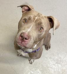 Shelter Stray Female Dog last seen Near E Lexington Avenue, El Cajon, CA, 92021, 5500 Gaines St, San Diego, CA 92110, USA