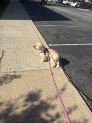 Lost Female Dog last seen Bluhill rd and Janet rd, Silver Spring, MD 20906
