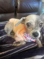 Lost Female Dog last seen E Russel and surrey st, Las Vegas, NV 89119