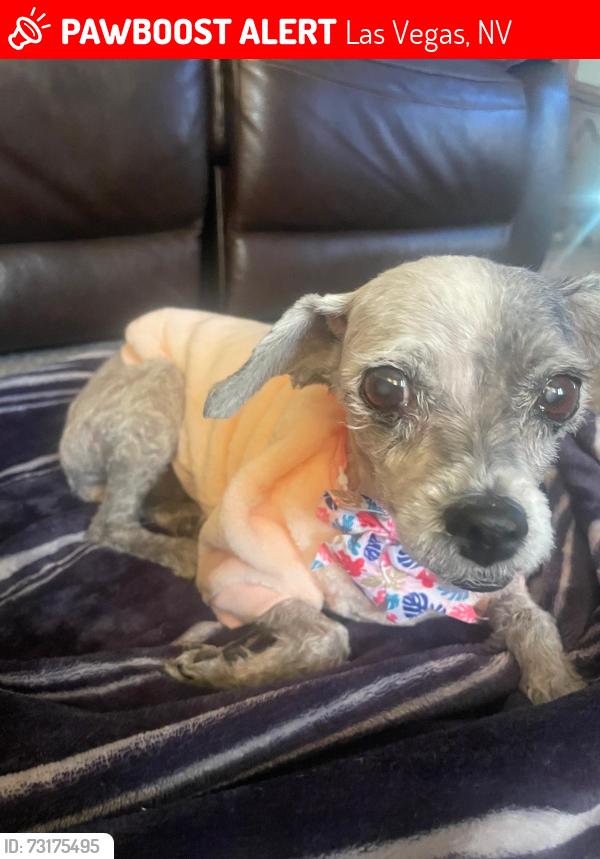 Lost Female Dog last seen E Russel and surrey st, Las Vegas, NV 89119
