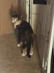 Lost Female Cat last seen Near 17th st ne, Washington, DC 20018