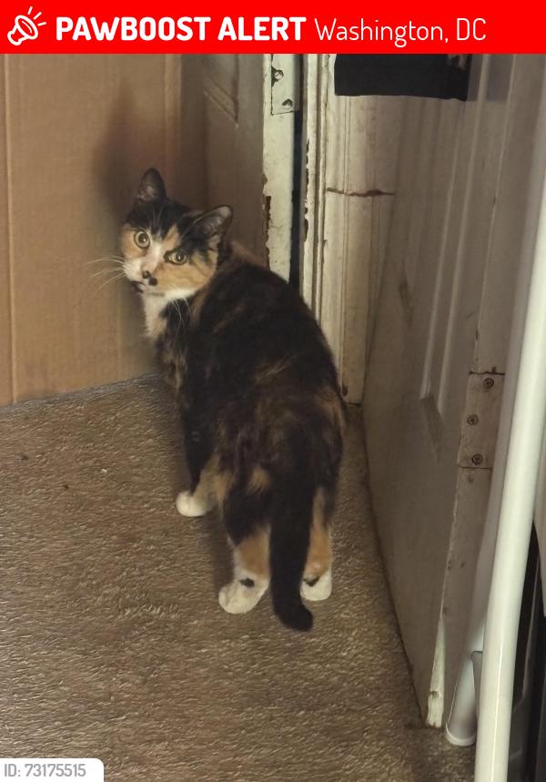 Lost Female Cat last seen Near 17th st ne, Washington, DC 20018