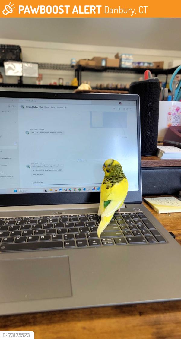 Found/Stray Unknown Bird last seen WEST street/Terrace St, Danbury, CT 06811