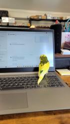 Found/Stray Unknown Bird last seen WEST street/Terrace St, Danbury, CT 06811