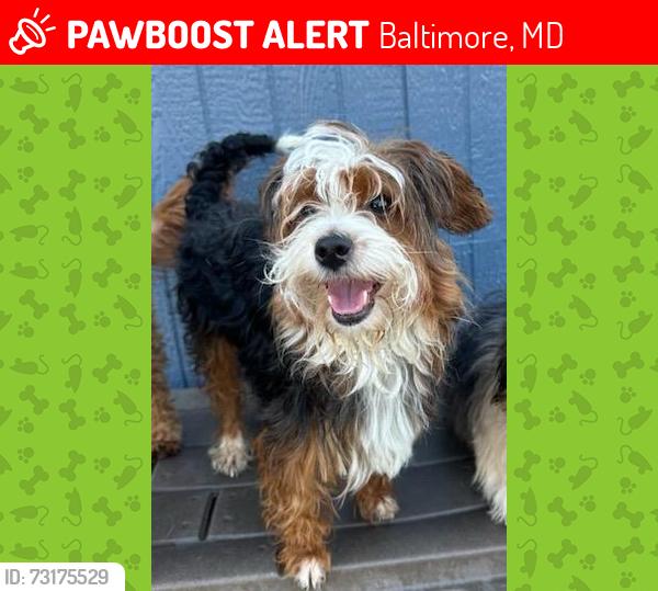 Lost Female Dog last seen By grace hosp, Baltimore, MD 21223