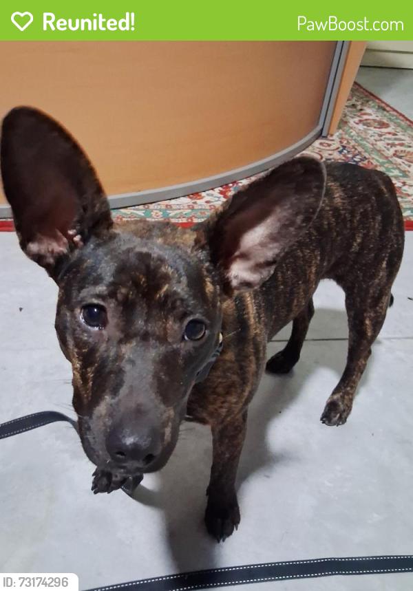 Reunited Female Dog last seen N Elwyn Pt, E Maryann Ln, N Calumet Terrace, Hernando, Florida, Hernando, FL 34442